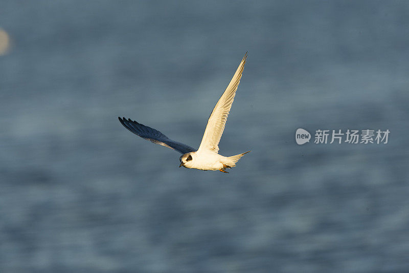 福斯特的燕鸥，Sterna forsteri，海湾地区，旧金山，加利福尼亚，美国。